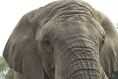 大象野生动物皱纹力量白色树干动物园幸福哺乳动物耳朵灰色图片