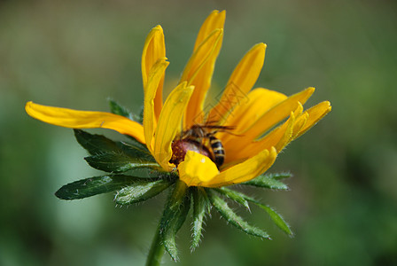 蜜蜂花园收获晴天蜂蜜花粉绿色黄色叶子公园生产图片