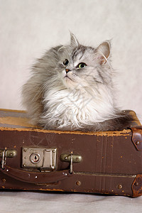 猫在手提箱上耳朵注意力绿色动物棕色工作室女孩眼睛灰色宠物图片