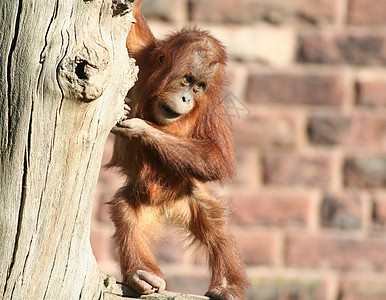 婴儿猩猩灭绝荒野动物野生动物生物哺乳动物动物学动物园灵长类模仿图片
