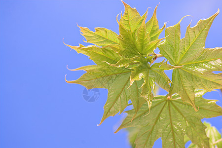 春假树叶梧桐树叶子绿色植物静脉装饰品天空图片