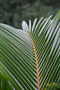 棕榈叶椰子情调树叶绿色叶子棕榈热带旅行阳光植物图片