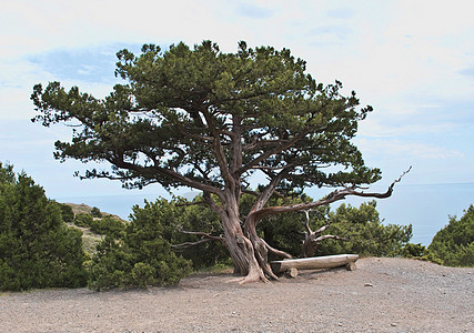 一个古老的松树1图片