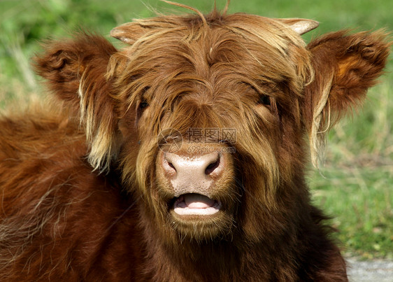 苏格兰高地青年哺乳动物农场荒野毛皮动物牛肉奶牛乡村家畜农村图片