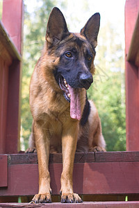 德国牧羊人粉色训练建造警犬动物鼻子宠物眼睛羊犬牙齿图片