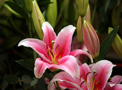 粉粉百合花束个性花瓣绿色粉色礼物红色白色季节图片