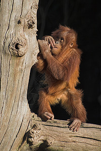 婴儿或猩猩 乌坦语悲伤悲哀孩子哺乳动物灵长类动物园野生动物动物学孤独模仿图片