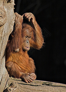 婴儿或猩猩 乌坦语沮丧悲哀寂寞哺乳动物灵长类动物日志动物园生物荒野图片