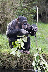青黄工具漫画食物荒野热带动物大猩猩哺乳动物黑猩猩微笑图片
