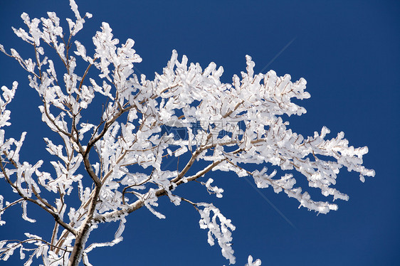 冻结分支分支机构树木树枝季节性白色风景天空森林晴天季节图片
