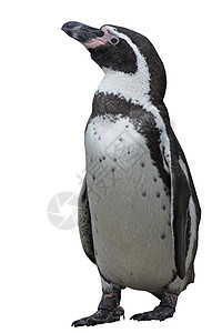 企鹅手表冻结天空野生动物姿势邮政翅膀图片