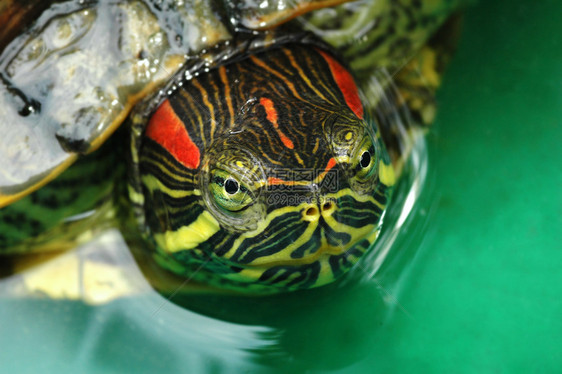 乌龟红毛滑块椎骨速度水龟脊椎动物动物宠物眼睛宏观青蛙爬虫图片