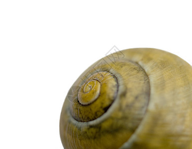 Snail 贝壳曲线野生动物宏观动物圆圈田螺螺旋图片