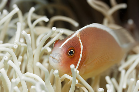 热带热带鱼类 粉红小丑鱼图片