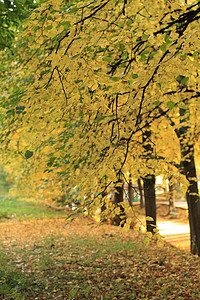 秋天来了天气树叶季节黄色季节性树干绿色黑色公园树木图片