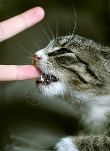 猫类兽医猫科宠物荒野场地獠牙猫咪虎斑手指小猫图片