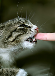 猫类獠牙兽医小猫猫科手指猫咪场地动物荒野宠物图片