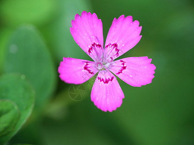 粉花花花瓣生长宏观花束礼物香水花朵美丽园艺植物群图片