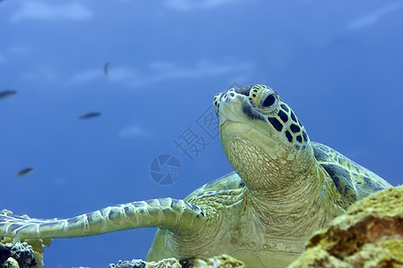 海龟宏观浮潜珊瑚潜水覆盖物眼睛动物游泳海洋热带图片
