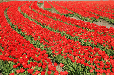 红色郁金香  花国家生长植物学植物生产农业花瓣花园园艺场地图片