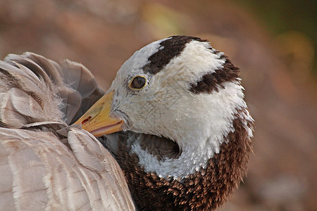 鸭子动物黄色羽毛翅膀棕色鸟类眼睛条纹荒野白色图片