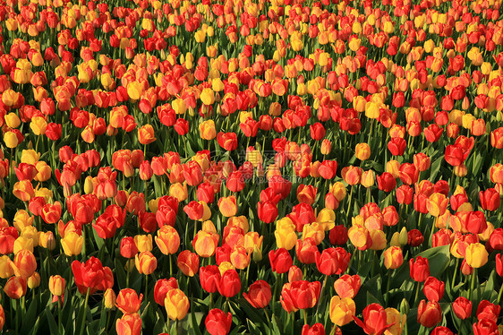彩色郁金花园艺作品花园清晰度花瓣季节商业生产郁金香植物图片