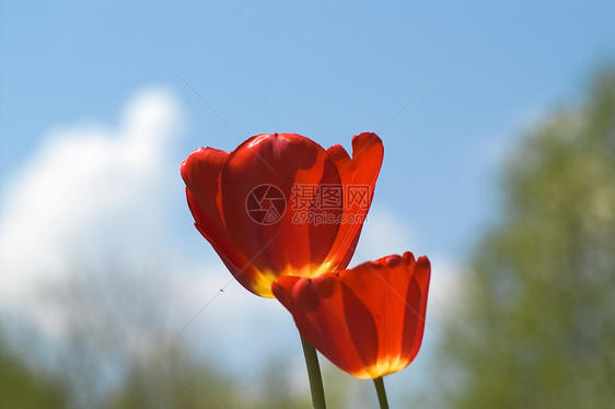 天空背景上的红色郁金香花瓶蓝色白色快乐美丽图片