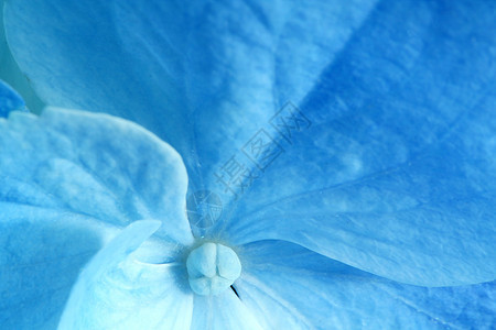 蓝花叶子花坛花束花瓣植物群按钮蓝色墙纸自然季节图片