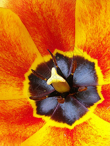 橘橙郁金花黄色植物学植物群花瓣花朵植物季节花园叶子宏观图片
