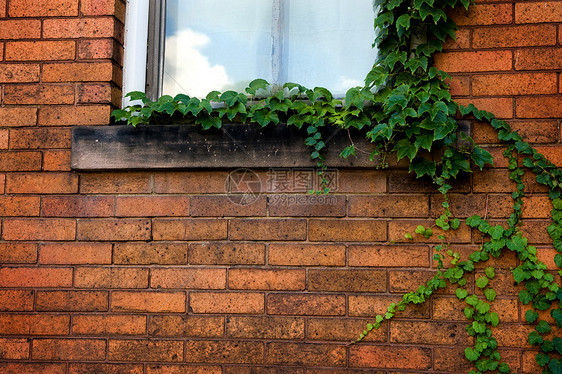 布砖墙上的绿色常春藤图片