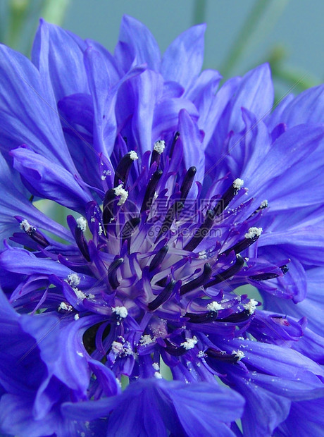 蓝花花朵季节植物群植物卡片花瓣宏观蓝色花园展示图片