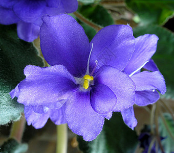 紫外特写花瓣花朵宏观叶子植物辉光紫色美丽植物学太阳图片