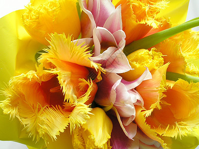 黄色郁金香花束季节生活叶子花朵宏观美丽植物花瓣植物群图片