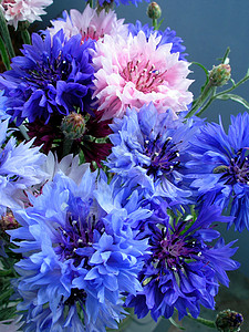 蓝花花花蜜花朵人马座尘土辉煌天蓝色雌蕊植物群植物季节图片