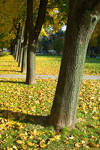 公园车道衬套树木太阳乡村橙子风景阳光叶子季节图片