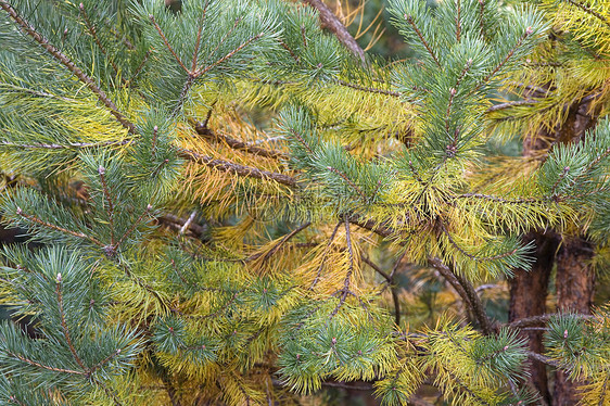 彩色松树枝 绿色和黄色针头图片