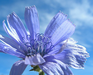 蓝花与天空植物群按钮植物季节雌蕊宏观花蜜卡片辉煌菊苣图片