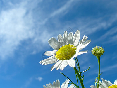Ox眼乳和天空花朵按钮季节雌蕊甘菊花瓣宏观草本植物天蓝色植物群图片