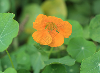 旱金莲沙拉植物群宏观香气树叶绿色花园花瓣香味橙子图片