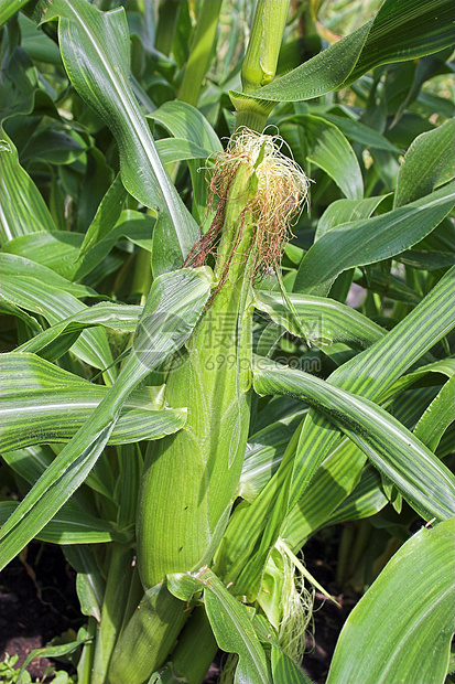 玉米蜘蛛谷物植物树叶农场农业生长蔬菜维生素头发食物图片