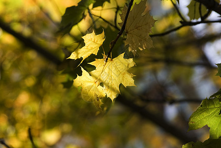 黄色叶 浅焦点植物学环境宏观植物森林树叶分支机构生长叶子树木图片