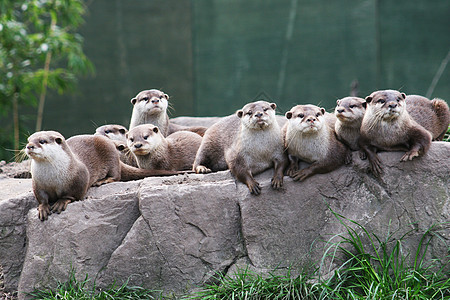 Otter家庭图片