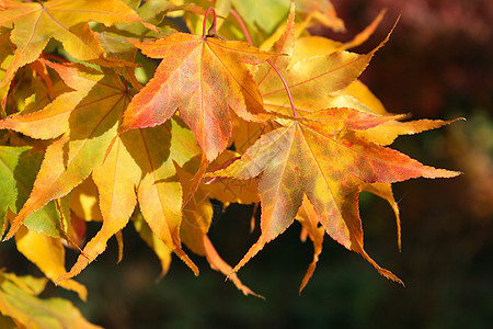 秋叶叶子季节橙子黄色树叶绿色红色图片