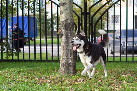 步行的猎犬场地动物城市衬套黑色宠物树干白色活动栅栏图片