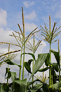 甜甜果子植物玉米谷物农业食物树叶维生素生长农场蔬菜图片