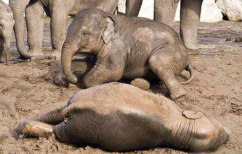 婴儿大象灰色力量树干荒野皱纹耳朵鼻子野生动物哺乳动物动物图片