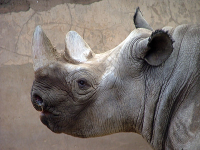 犀牛肖像野生动物喇叭白色哺乳动物皱纹动物园盔甲图片