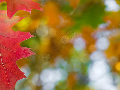 美丽的秋冬红橡树叶背景光合作用植物绿色季节木头环境静脉分支机构叶子图片