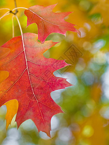 美丽的秋冬红橡树叶森林植物静脉生长光合作用分支机构季节绿色叶绿素植物学图片