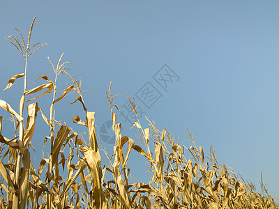夏季种植玉米农业树叶谷物收成食物场地环境农村绿色生长图片